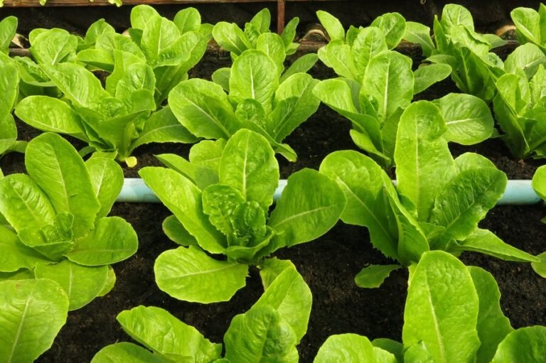 green-organic-vegetable-ground-with-abundant-soil-vegetable-farm_62188-113 - Copy